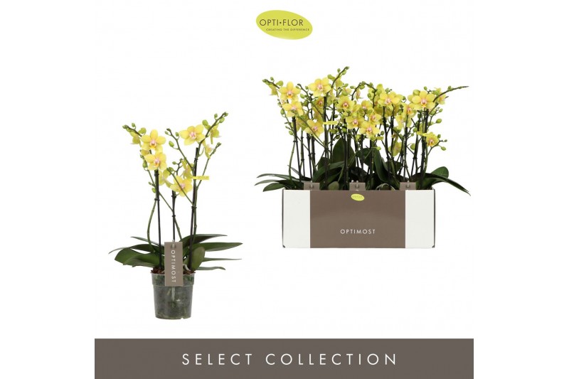 Phalaenopsis multiflora geel Optimost Hera 3 spike35 bl. 3 tak/plnt 50 