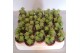Crassula crassula Perforata 