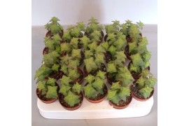 Crassula crassula Perforata