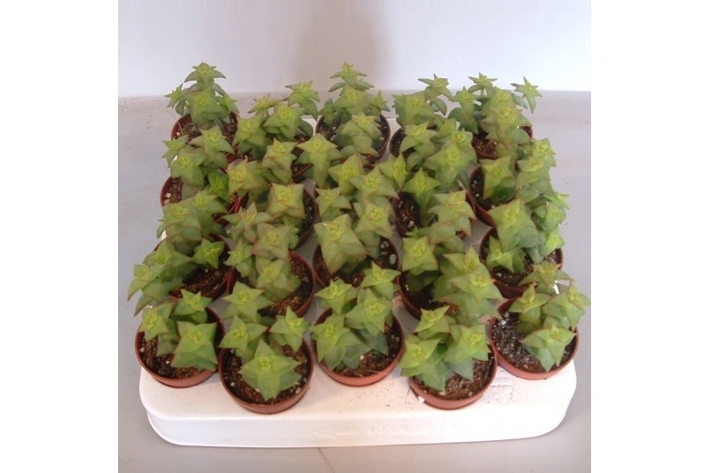 Crassula crassula Perforata 
