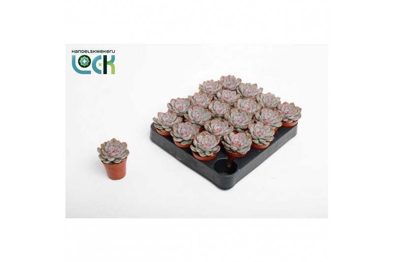Echeveria zonder bloem Echeveria Pelisuda 