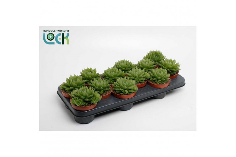 Haworthia cooperi Haworthia Cooperii 