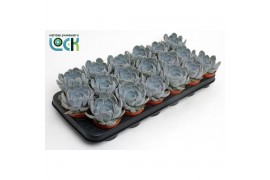 Echeveria zonder bloem Echeveria Minima