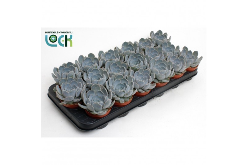 Echeveria zonder bloem Echeveria Minima 