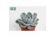 Echeveria zonder bloem Echeveria Minima 