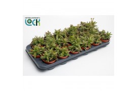 Crassula Crassula Falcata