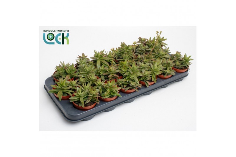 Crassula Crassula Falcata 