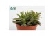 Crassula Crassula Falcata 