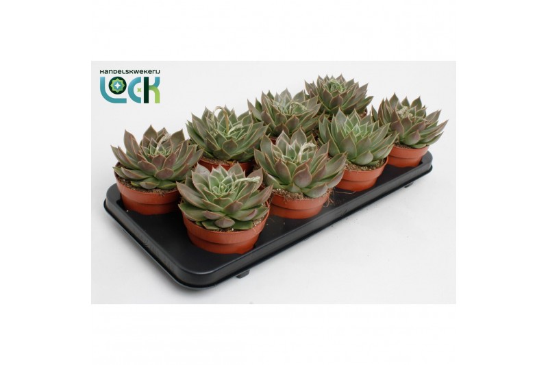 Echeveria agavoides Echeveria Agavoides1 bl. 