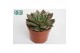 Echeveria agavoides Echeveria Agavoides1 bl. 