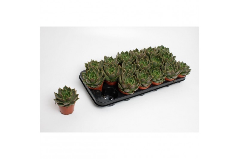 Echeveria Echeveria Mexico1 bl. 