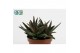 Haworthia west jogoo Haworthia Pentagona (Black Gem) 