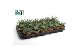 Haworthia fasciata concolor Haworthia Concolor