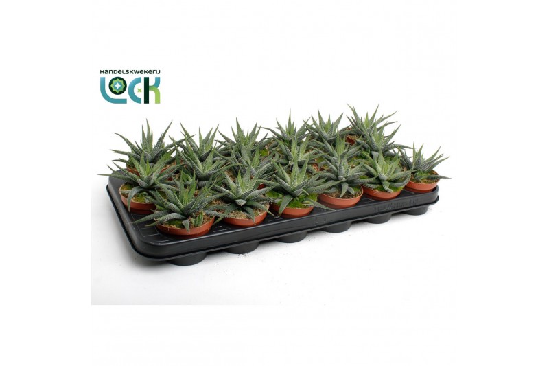 Haworthia fasciata concolor Haworthia Concolor 