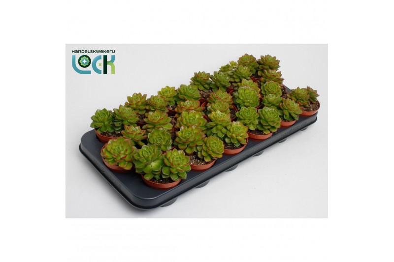 Echeveria affinis Echeveria Afines 