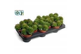 Echeveria affinis Echeveria Afines1 bl.