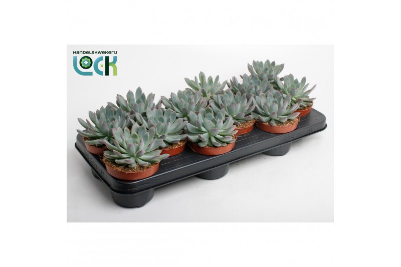 Echeveria zonder bloem Echeveria Pelisuda 