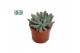 Echeveria zonder bloem Echeveria Pelisuda 
