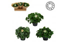 Peperomia mixkar Peperomia mix 17 cm Must Have2 pp