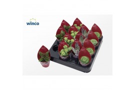 Crassula mix Crassula Mix (4spc.) (sierra)