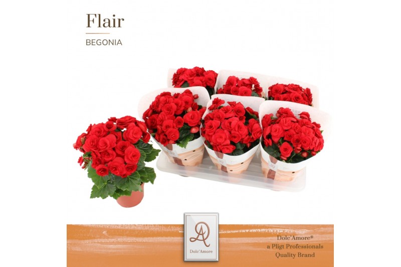 Begonia elatior du. baladin DolcAmore® Flair 
