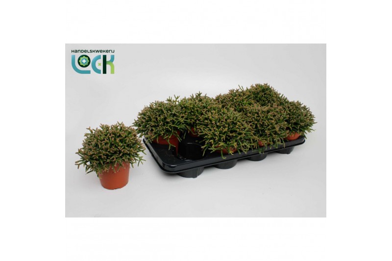 Rhipsalis burchellii 