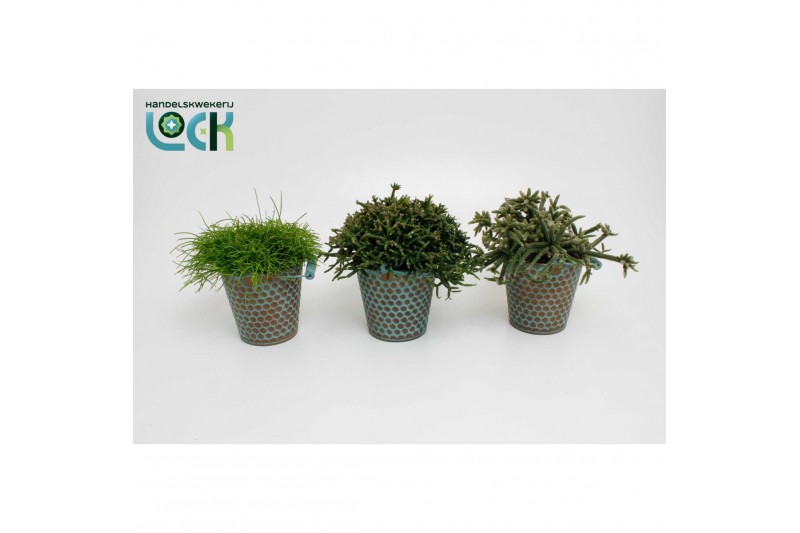 Rhipsalis mix Rhipsalis mix in zink Berlijn 