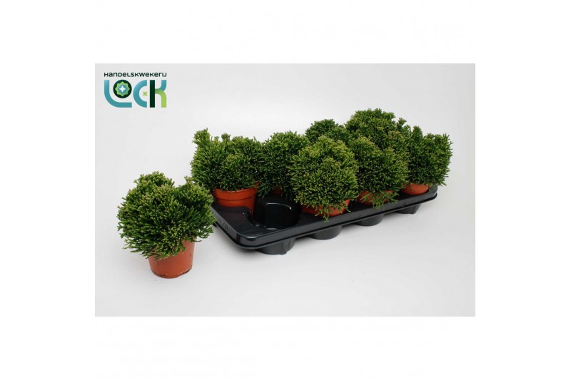 Rhipsalis Hatiora Salicorniodes 