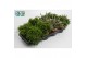 Rhipsalis Rhipsalis Mix 