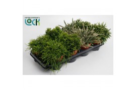 Rhipsalis Rhipsalis Mix