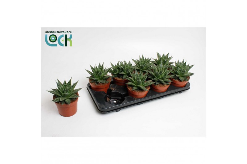 Aloe Aloë Aristata Special 