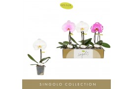 Phalaenopsis mix Singolo Mix1 bl. 1 tak/plnt 350 gram