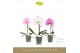 Phalaenopsis mix Singolo Mix1 bl. 1 tak/plnt 350 gram 