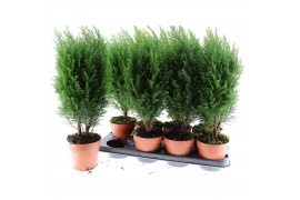 Chamaecyparis lawsoniana ellwoodii chamaecyparis laws Ellwoodii