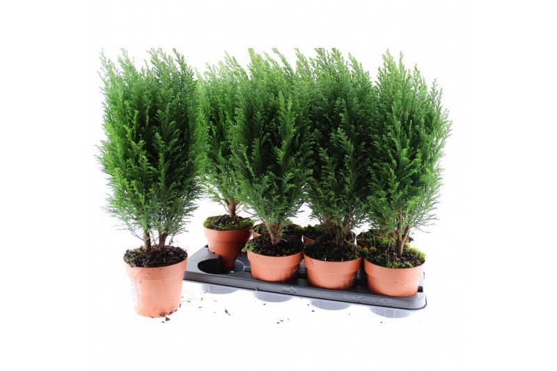 Chamaecyparis lawsoniana ellwoodii chamaecyparis laws Ellwoodii 