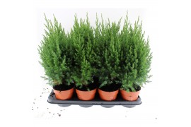 Juniperus chinensis stricta