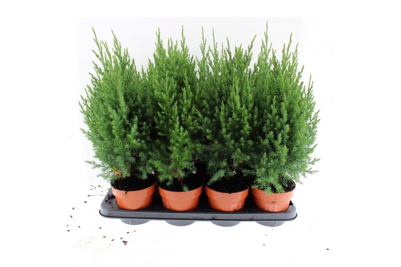 Juniperus chinensis stricta 