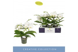 Phalaenopsis anthura madrid Dioro Prestige 2 spikebl.  tak/plnt