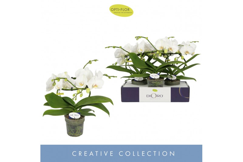 Phalaenopsis anthura madrid Dioro Prestige 2 spikebl.  tak/plnt 