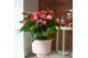 Anthurium andr. maine Anthurium Pink Big Flowers Maine8 bl. 