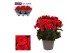Begonia elatior du. grace Winterbegonia Grace rood 14 cm1 pp 