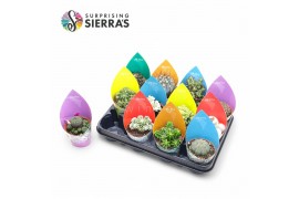 Cactus mix Surprise® - Cactus Mix (Exclusive)
