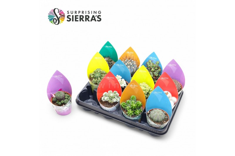 Cactus mix Surprise® - Cactus Mix (Exclusive) 