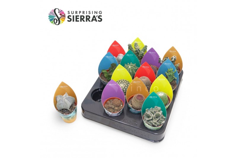 Cactus mix Surprise® - Cactus Mix (Exclusive) 