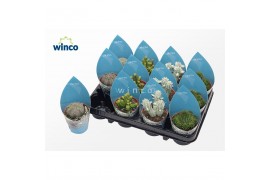 Euphorbia mix Euphorbia Mix (4spc.) (sierra)1 bl.