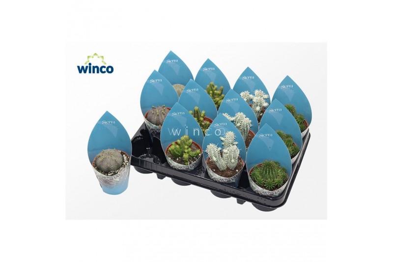 Euphorbia mix Euphorbia Mix (4spc.) (sierra)1 bl. 