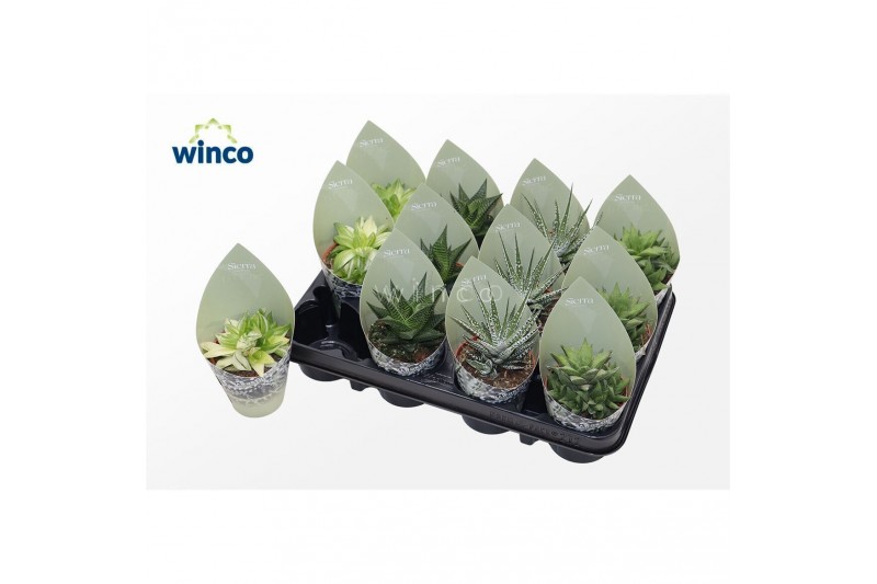 Haworthia mix Haworthia Mix (4spc.) (sierra) 