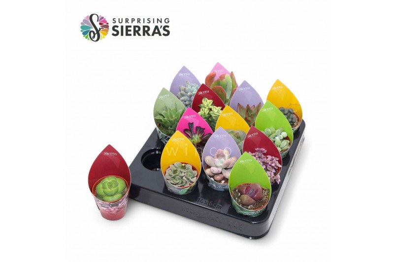 Succulenten Surprise® - Succulent Mix (Exclusive) 