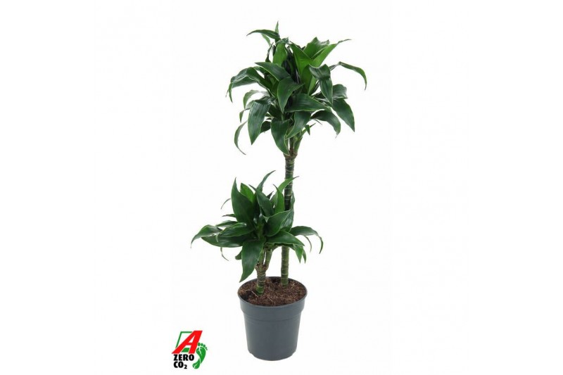 Dracaena fragrans Dracaena Tatuade 45-152 pp 