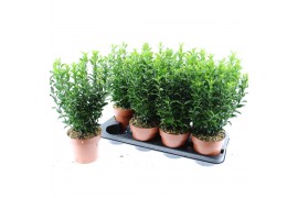 Euonymus japonicus green spire Euonymus Japonica Green spire 4 pp